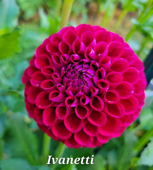 Ivanetti Dahlia Tuber