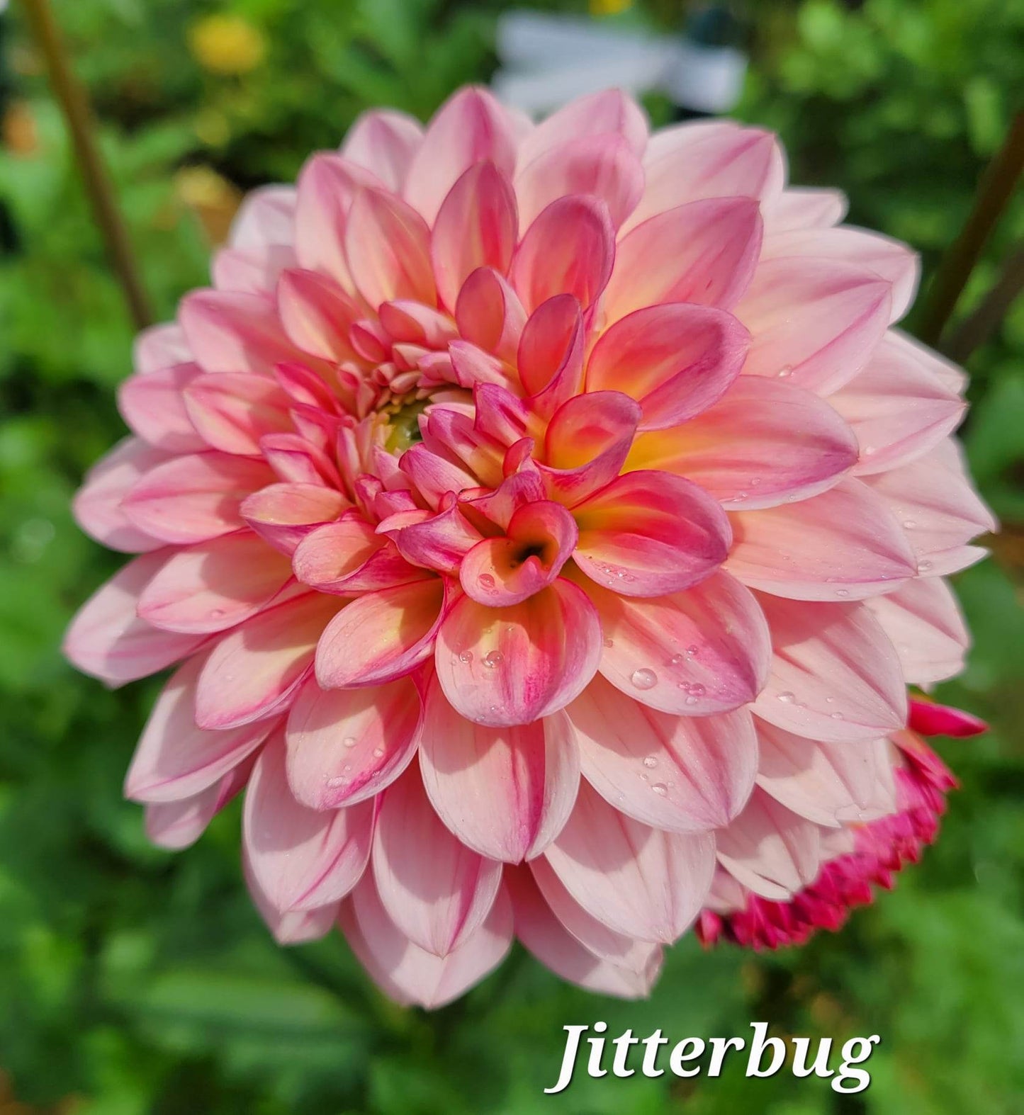 Jitterbug Dahlia Tuber