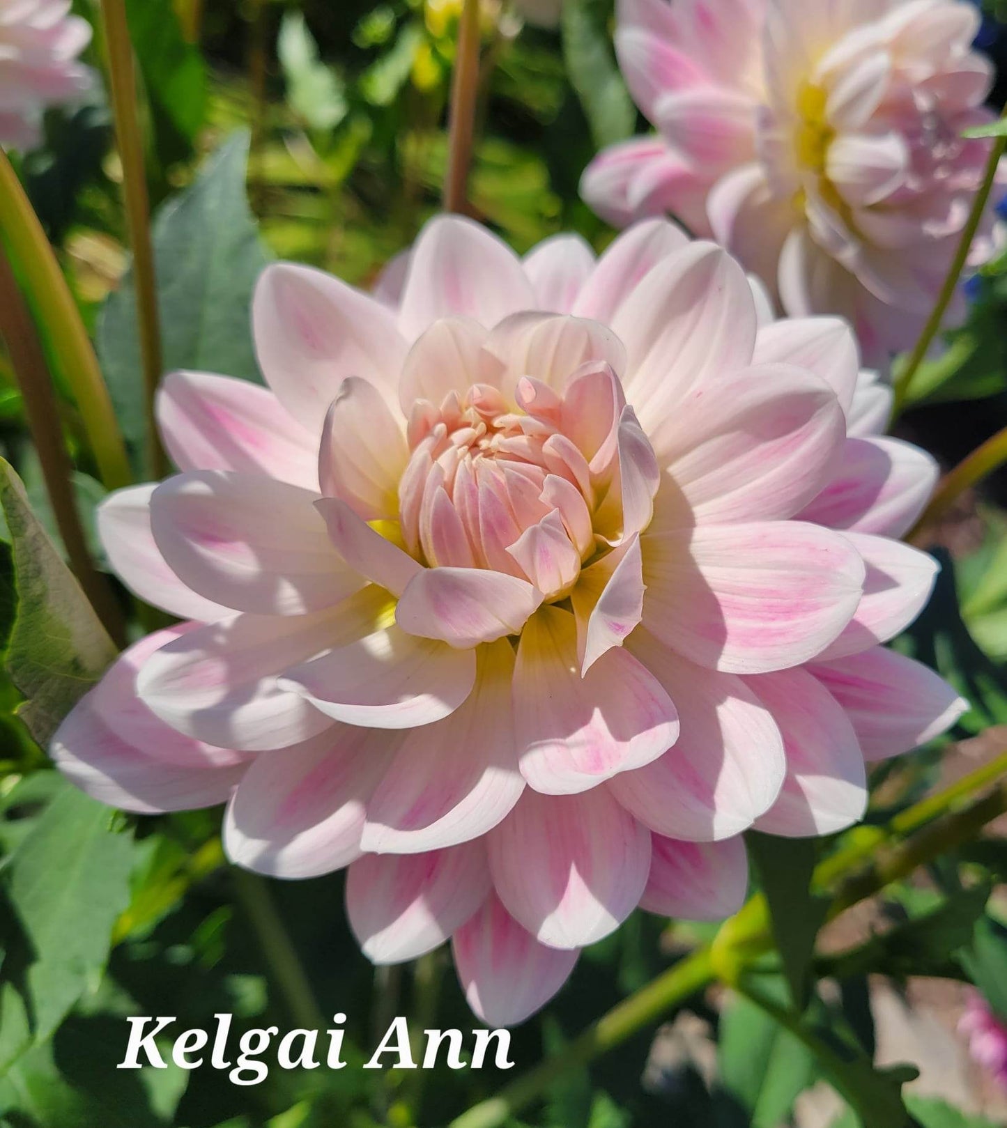 Kelgai Ann Dahlia Tuber (LIMIT 1) – Newberry Hill Dahlias