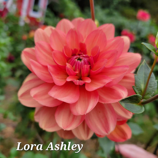 Lora Ashley Dahlia Tuber