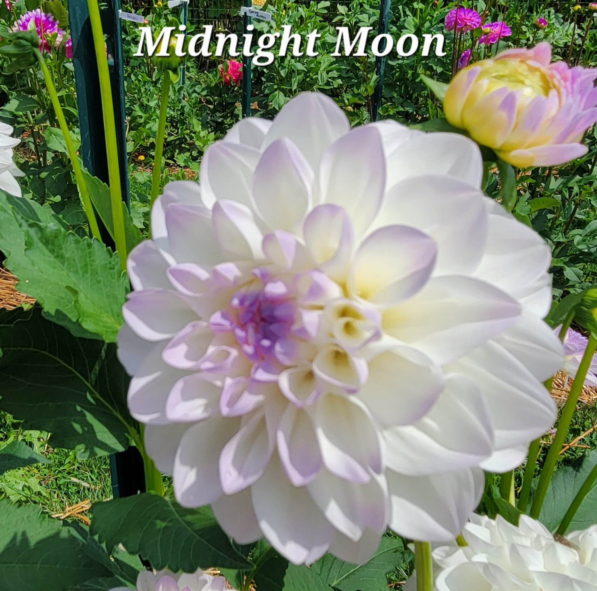 Midnight Moon Dahlia Tuber – Newberry Hill Dahlias