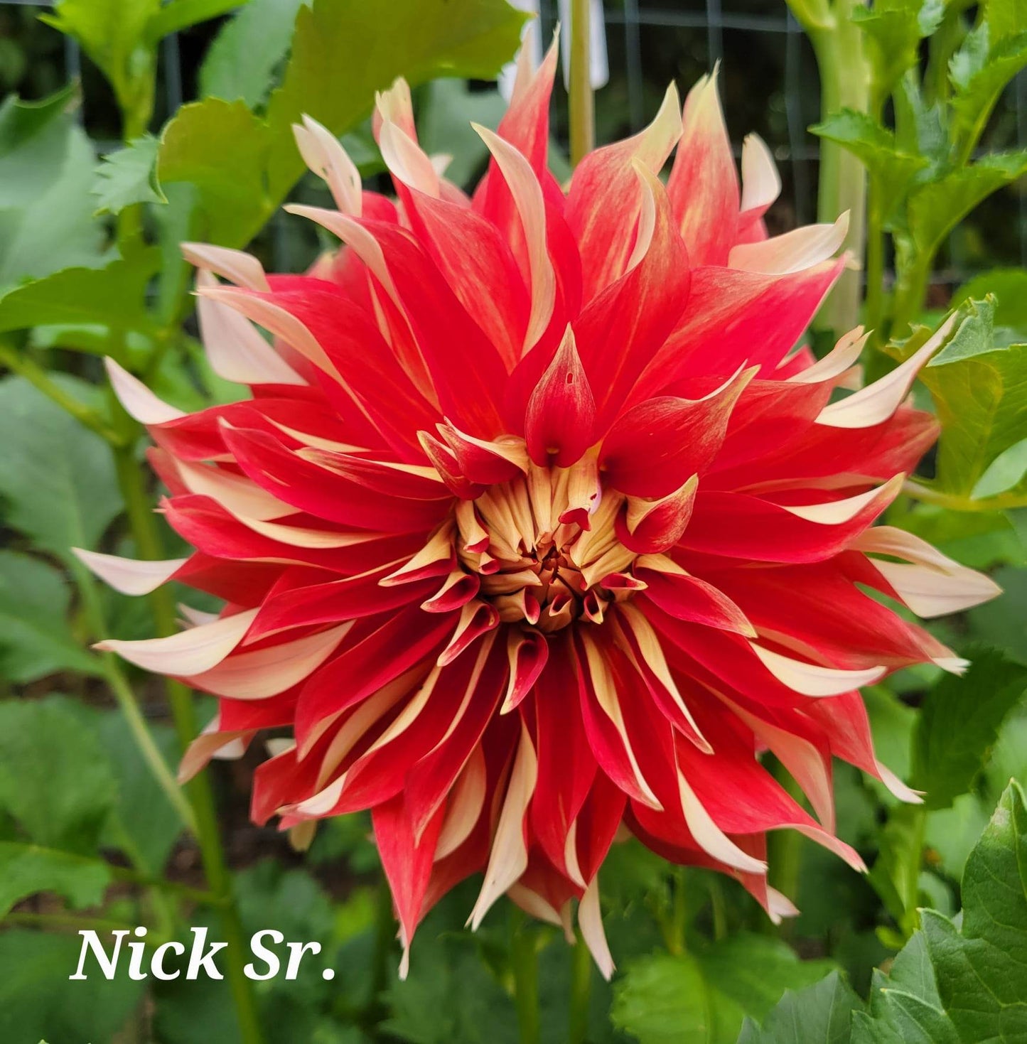 Nick Sr. Dahlia Tuber