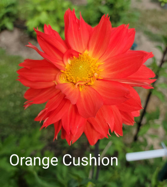 Orange Cushion Dahlia Tuber