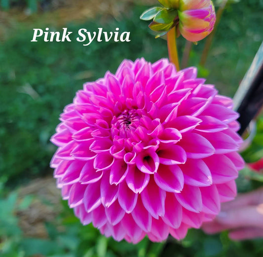 Pink Sylvia Dahlia Tuber