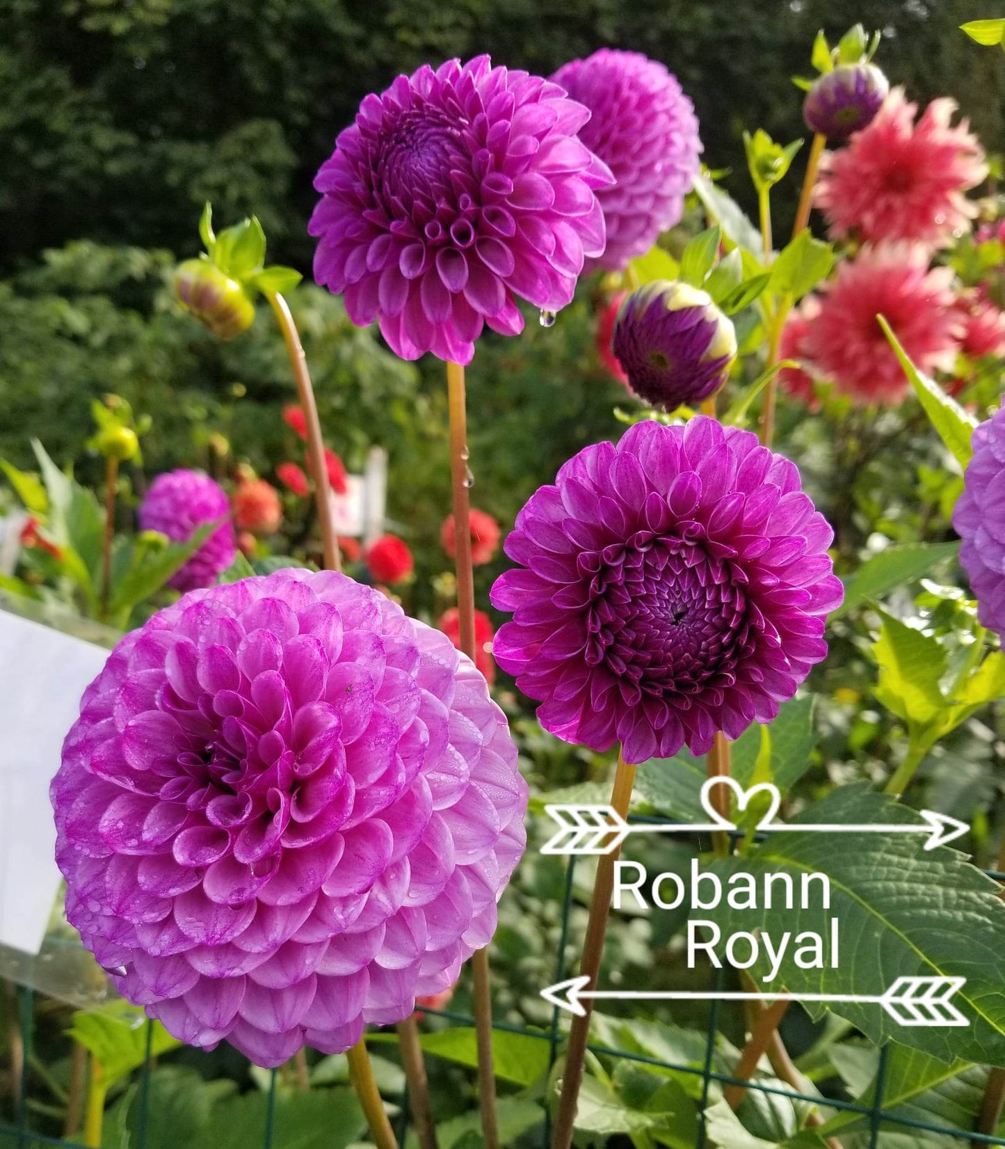 Robann Royal Dahlia Tuber