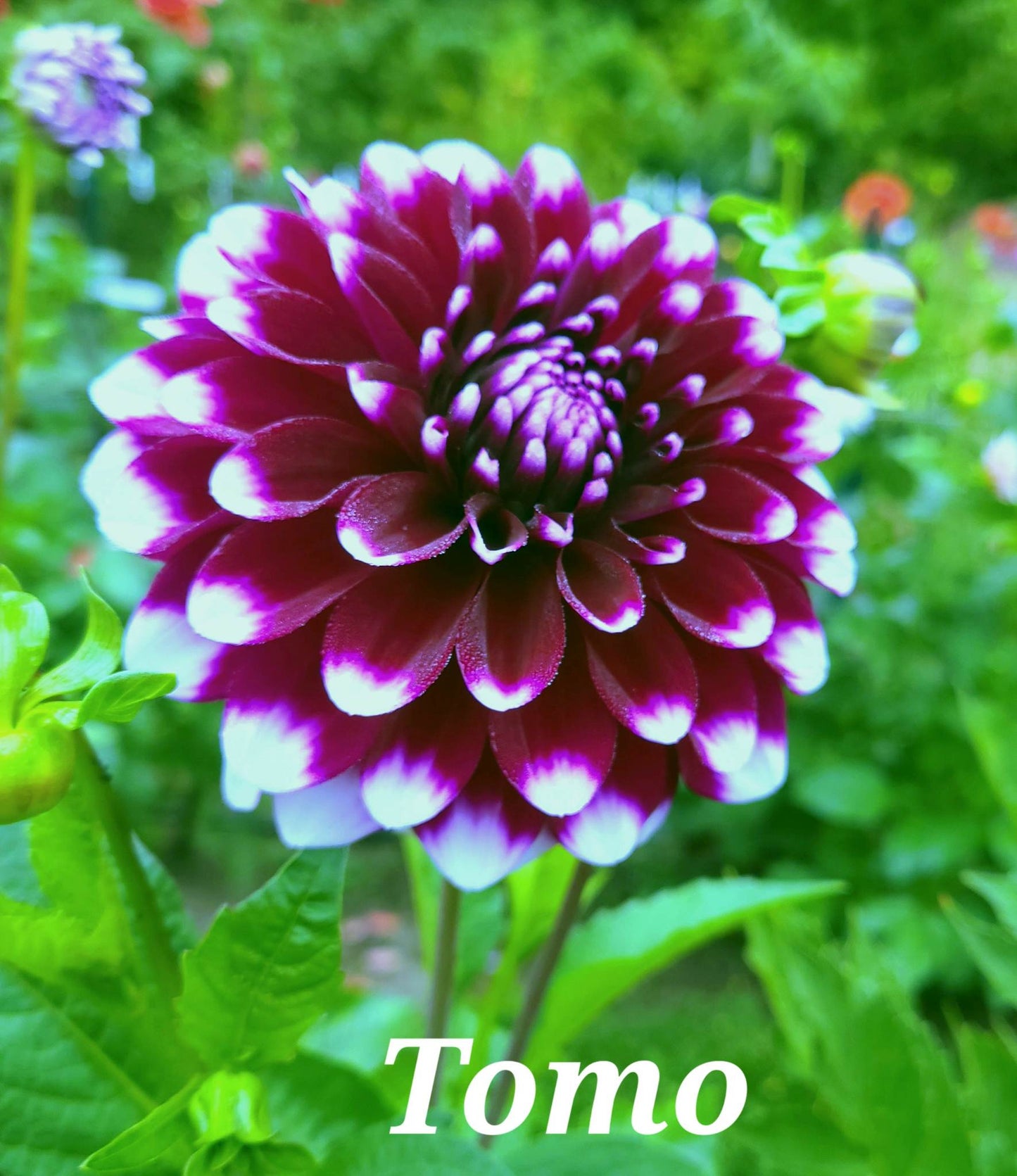 Tomo Dahlia Tuber