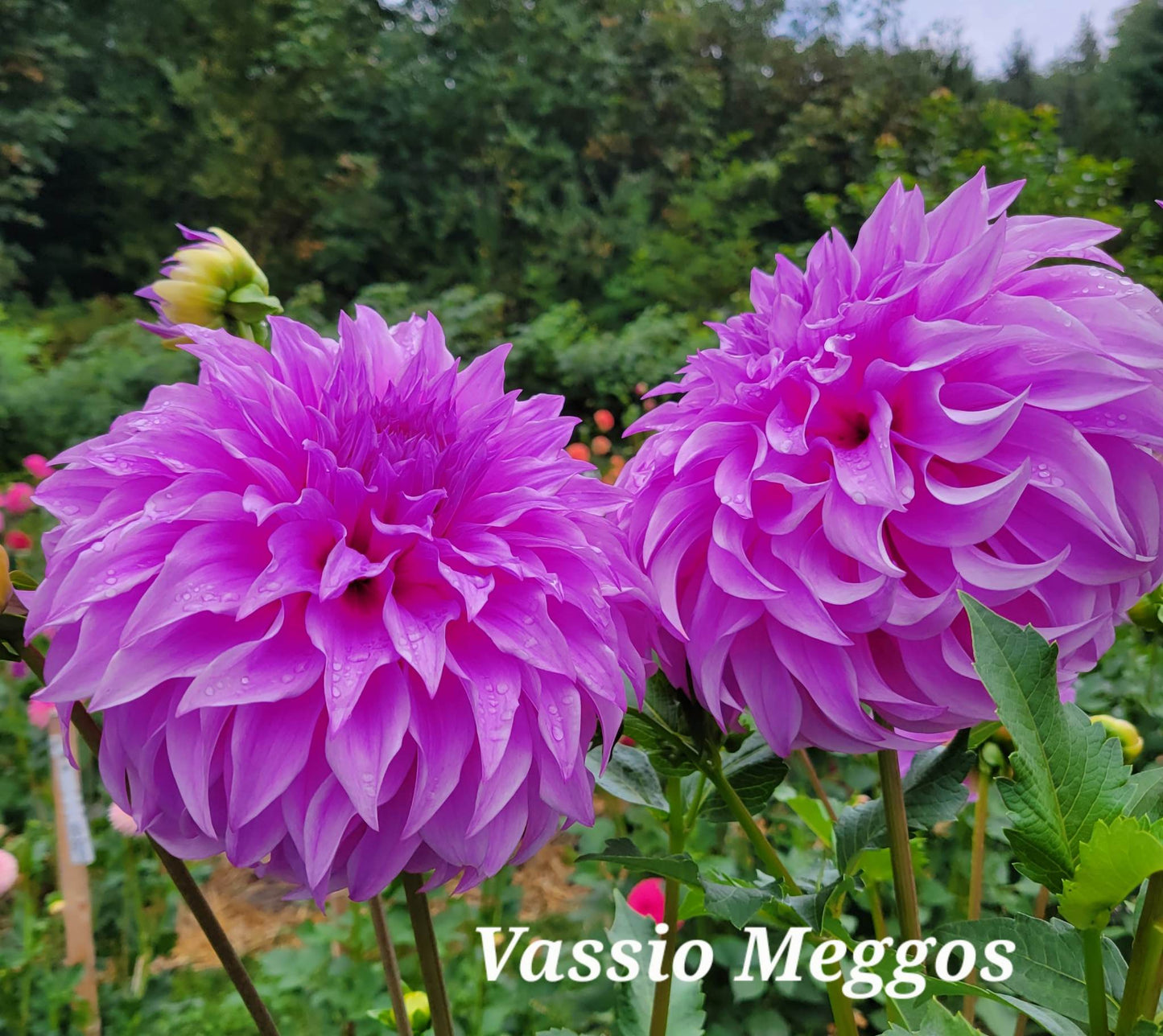 Vassio Meggos Dahlia Tuber