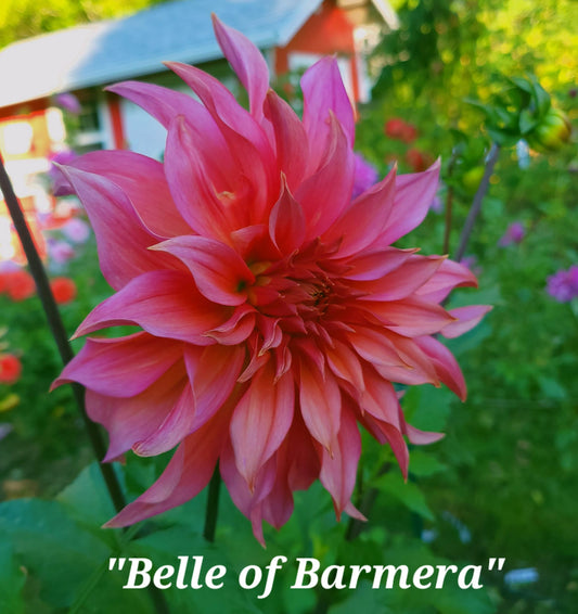 Belle of Barmera (1st Gen) Dahlia Tuber