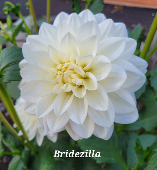 Bridezilla Dahlia Tuber