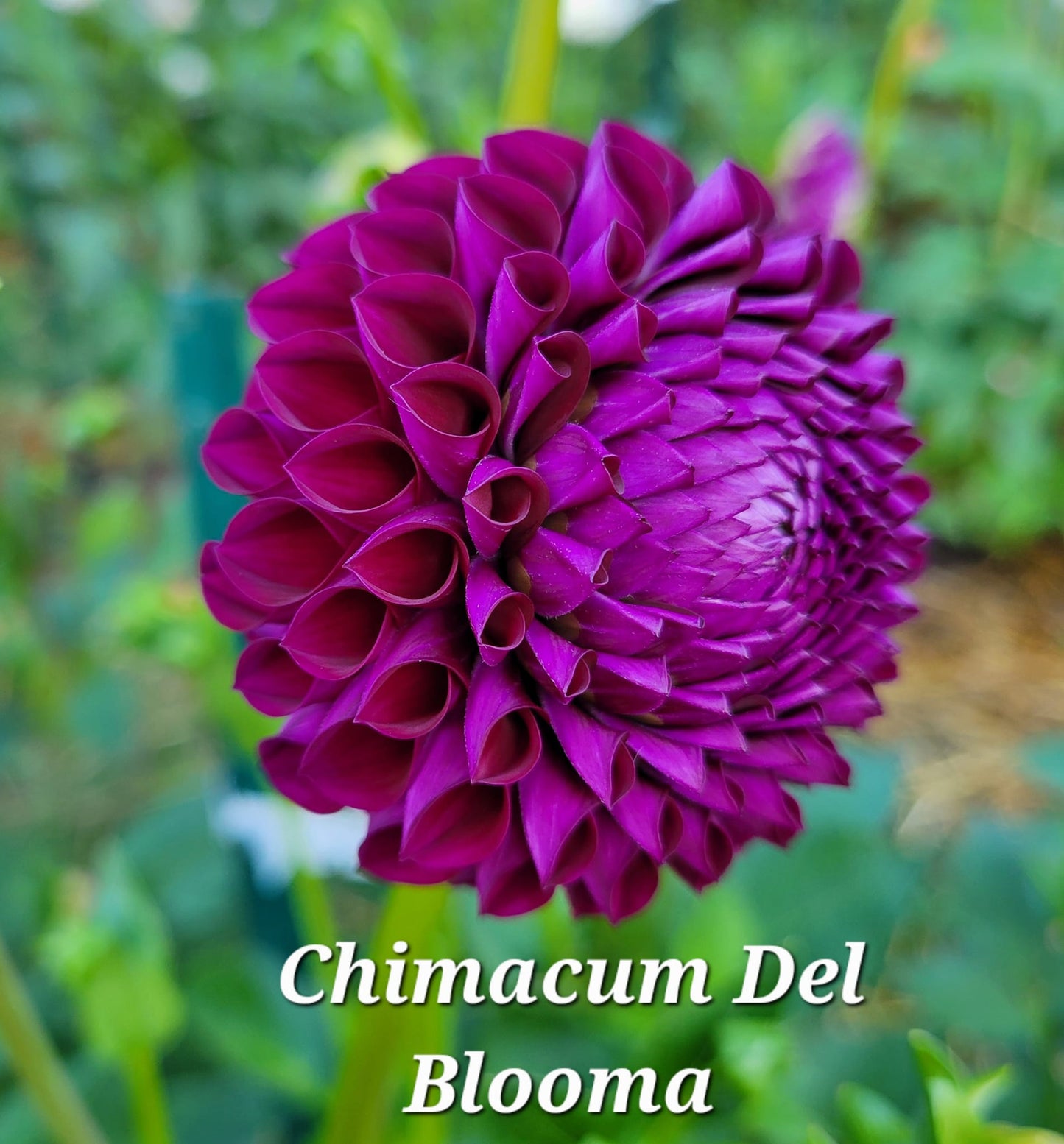 Chimacum Del Blooma Dahlia Tuber