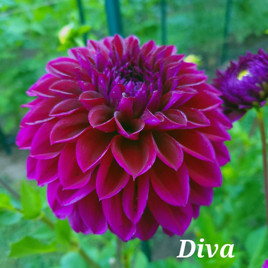 Diva Dahlia Tuber