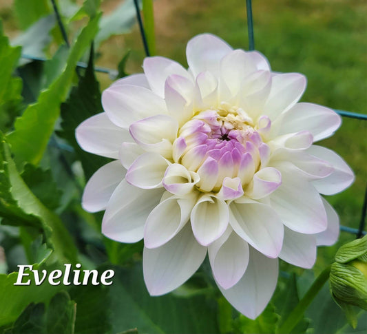 Eveline Dahlia Tuber