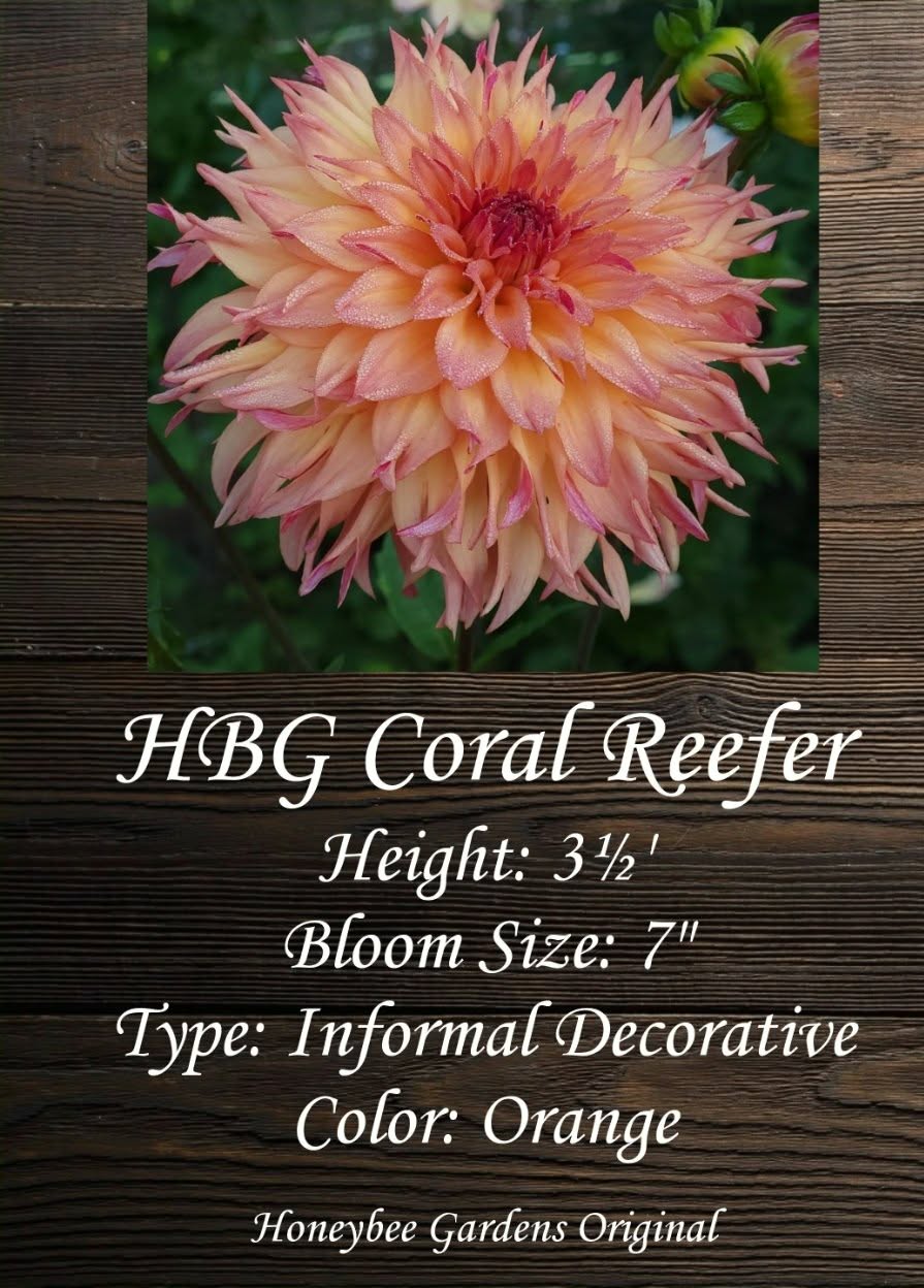 HBG Coral Reefer Dahlia Tuber