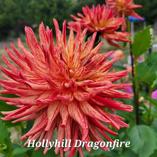 Hollyhill Dragonfire Dahlia Tuber