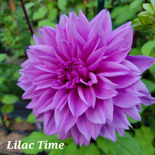 Lilac Time Dahlia Tuber