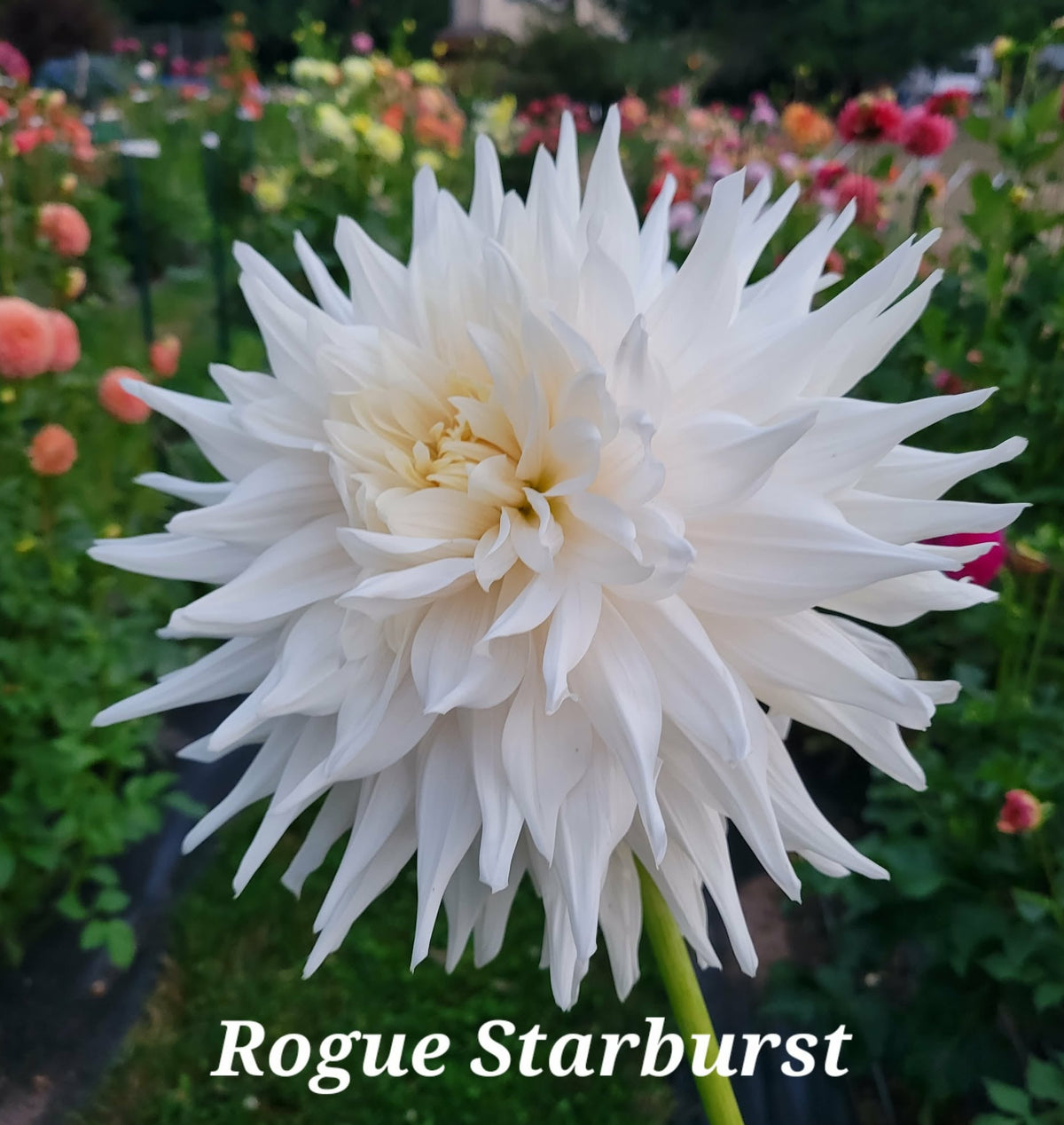 Rogue Starburst Dahlia Tuber